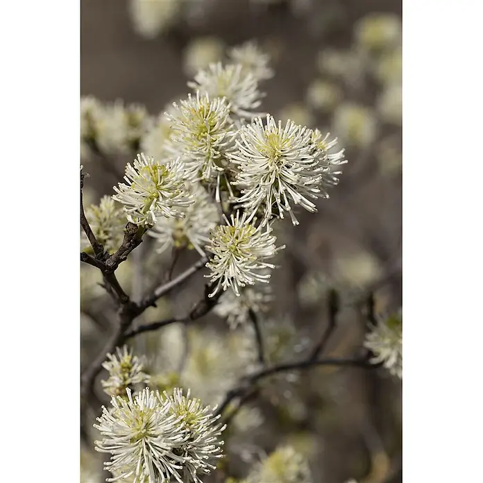 Pflanzen für dich Zaubernuss 20-30 cm - Fothergilla major, 20 cm - 30 cm, Weiß - Weiße, stachelige Blüten mit gelben Zentren blühen an dunklen, kahlen Ästen.