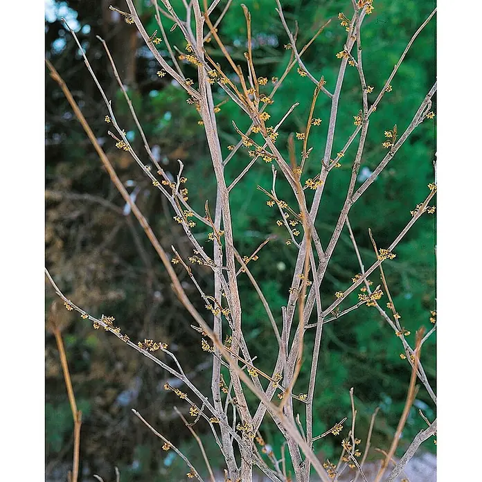 Pflanzen für dich Zaubernuss Virginische Zaubernuss - Hamamelis virginiana, 80 cm - 100 cm, Gelb - Kahle Zweige eines Strauchs mit zahlreichen kleinen gelben Blüten, die eine frühe Blütezeit anzeigen.