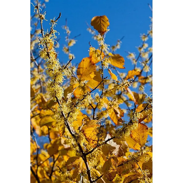Pflanzen für dich Zaubernuss Virginische Zaubernuss - Hamamelis virginiana, 80 cm - 100 cm, Gelb - Zaubernussstrauch mit leuchtend gelben, bandförmigen Blüten und bunten gelben Blättern vor blauem Himmel.