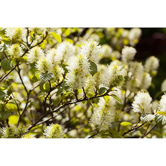 Pflanzen für dich Zaubernuss 20-30 cm - Fothergilla major, 20 cm - 30 cm, Weiß - Blühender Strauch mit stacheligen weißen und gelben Blüten zwischen grünen Blättern.