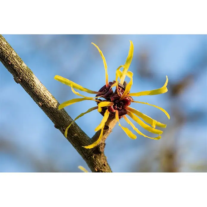Pflanzen für dich Zaubernuss Zaubernuss - Hamamelis intermedia 'Westerstede', 80 cm - 100 cm, Gelb - Nahaufnahme einer Zaubernussblüte mit gelben, bandartigen Blütenblättern und rötlich-braunem Zentrum, die an einem braunen Zweig vor blauem Himmel blüht.