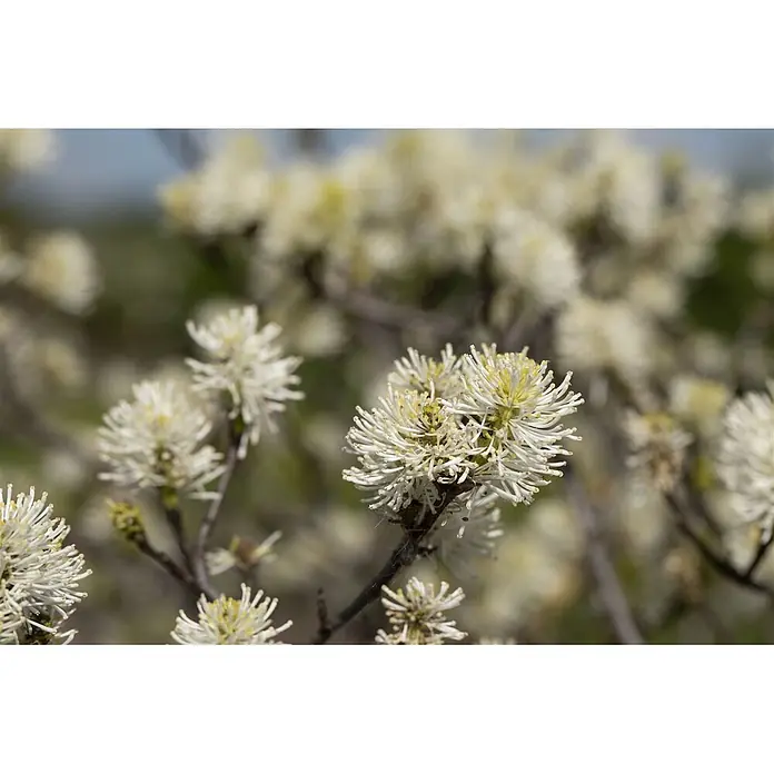 Pflanzen für dich Zaubernuss 20-30 cm - Fothergilla major, 20 cm - 30 cm, Weiß - Nahaufnahme zarter weißer, stacheliger Blüten mit gelben Staubblättern, die an Zweigen blühen.