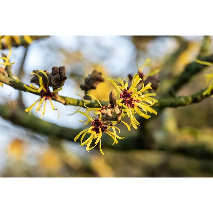 Pflanzen für dich Zaubernuss Zaubernuss - Hamamelis intermedia 'Westerstede', 80 cm - 100 cm, Gelb - Nahaufnahme gelber Zaubernussblüten mit dunkelroten Mitten, blühend an einem dunklen Ast.