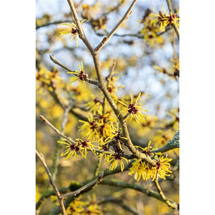 Pflanzen für dich Zaubernuss Zaubernuss - Hamamelis intermedia 'Westerstede', 80 cm - 100 cm, Gelb - Gelbe, spinnenartige Zaubernussblüten mit rotbraunen Zentren an kahlen Ästen.