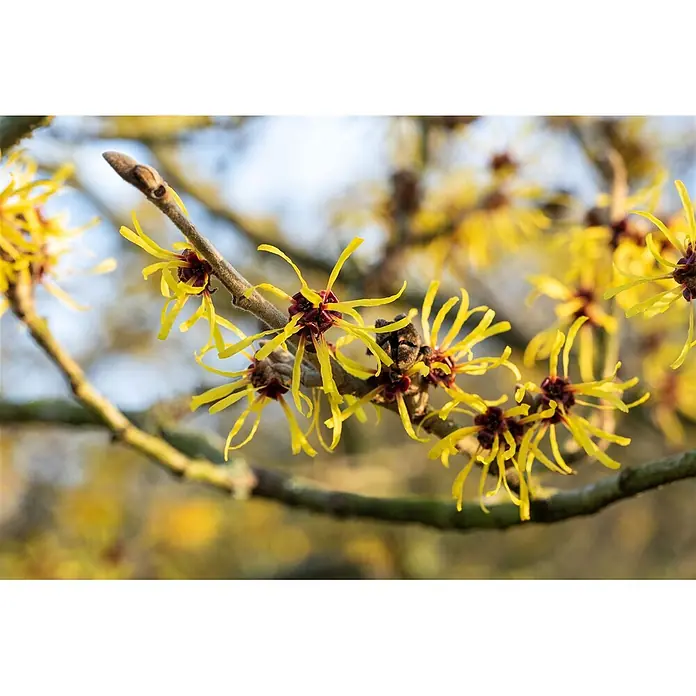Pflanzen für dich Zaubernuss Zaubernuss - Hamamelis intermedia 'Westerstede', 80 cm - 100 cm, Gelb - Nahaufnahme gelber Zaubernussblüten mit rotbraunen Zentren, die an einem Ast in hellem Sonnenlicht blühen.