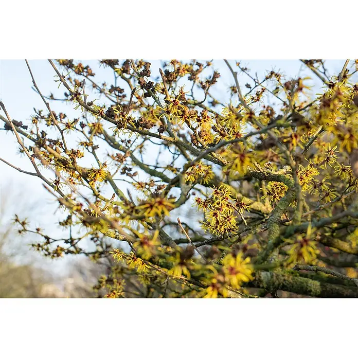 Pflanzen für dich Zaubernuss Zaubernuss - Hamamelis intermedia 'Westerstede', 80 cm - 100 cm, Gelb - Äste eines winterblühenden Baumes mit leuchtend gelben, sternförmigen Blüten und roten Zentren.