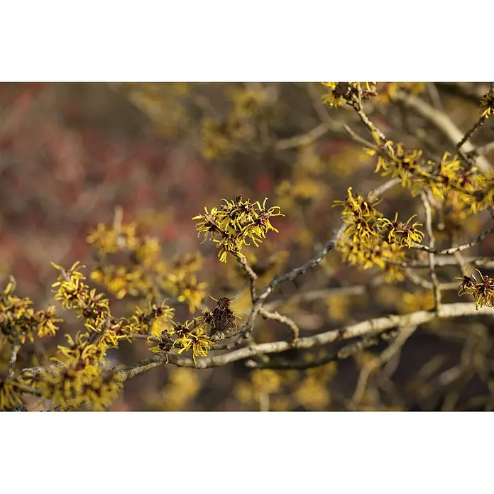 Pflanzen für dich Zaubernuss Zaubernuss - Hamamelis intermedia 'Westerstede', 80 cm - 100 cm, Gelb - Gelbe Zaubernussblüten mit dunklen Zentren an kahlen Ästen.