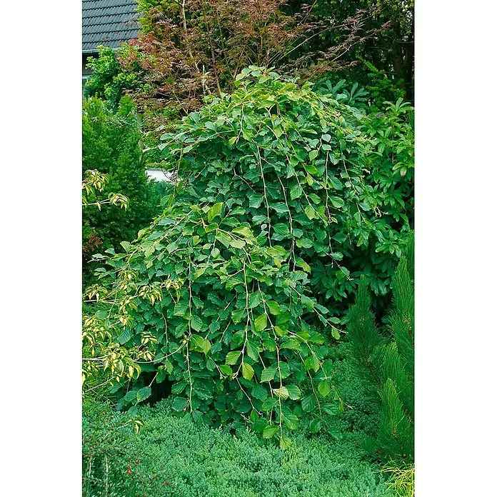 Pflanzen für dich Zaubernuss 125-150 cm - Hamamelis japonica 'Pendula', 125 cm - 150 cm, Gelb - Hängender grüner Laubbaum in einer Gartenlandschaft.