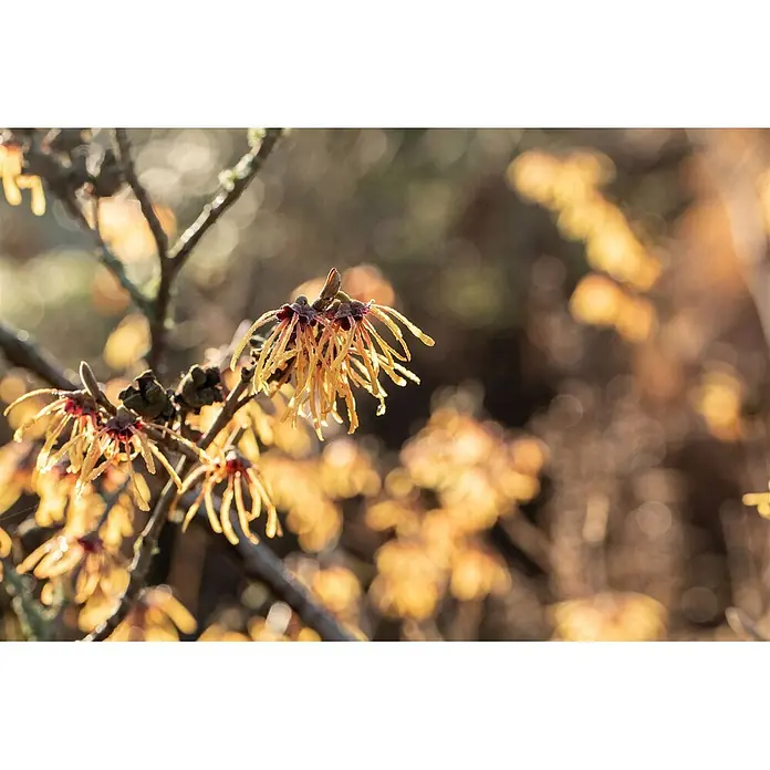Pflanzen für dich Zaubernuss 60-80 cm - Hamamelis intermedia 'Aurora', 60 cm - 80 cm, Orange - Gelbe Zaubernussblüten mit rotbraunen Zentren an Zweigen, im warmen Licht leuchtend.