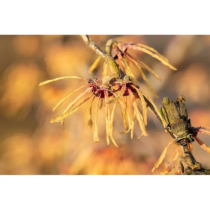 Pflanzen für dich Zaubernuss 60-80 cm - Hamamelis intermedia 'Aurora', 60 cm - 80 cm, Orange - Nahaufnahme einer Zaubernussblüte mit zarten, spinnenartigen gelb-orangen Blütenblättern und dunkelrotbrauner Mitte, die an einem Zweig blüht.