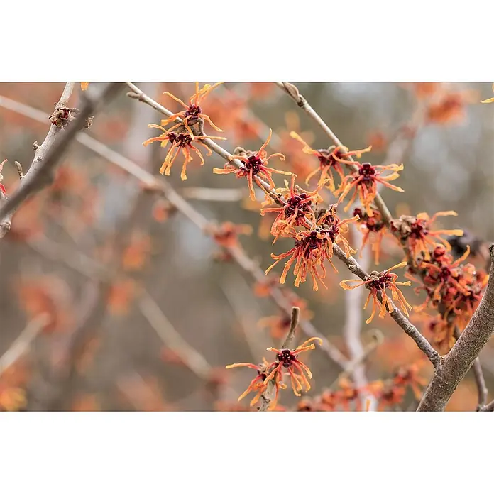 Pflanzen für dich Zaubernuss 60-80 cm - Hamamelis intermedia 'Aurora', 60 cm - 80 cm, Orange - Nahaufnahme von leuchtend orangefarbenen und rotbraunen Zaubernussblüten mit dünnen, stacheligen Blütenblättern an kahlen Ästen.