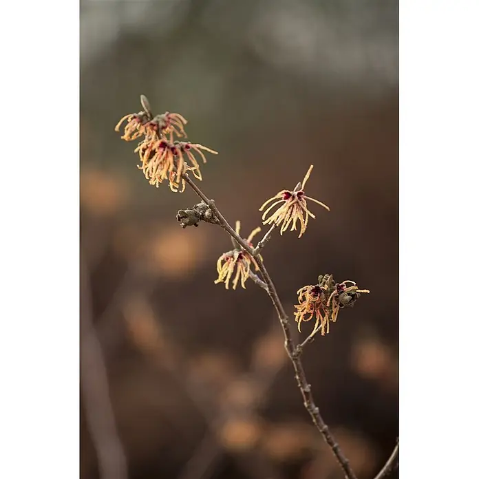 Pflanzen für dich Zaubernuss 60-80 cm - Hamamelis intermedia 'Aurora', 60 cm - 80 cm, Orange - Nahaufnahme eines Astes mit mehreren zarten, stacheligen orangefarbenen Blüten mit dunkelroten Zentren, vor unscharfem braunen Hintergrund.
