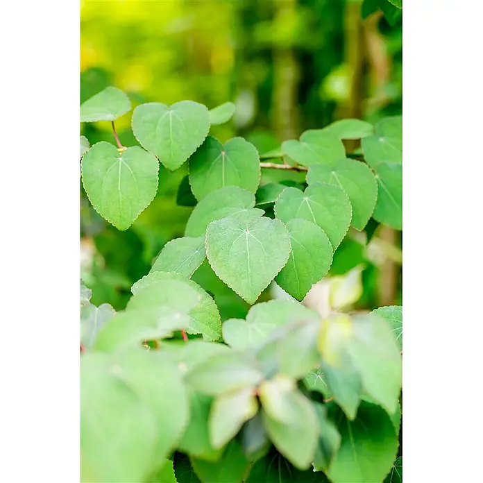 Pflanzen für dich Amberbaum Kuchenbaum - Cercidiphyllum japonicum 'Rotfuchs', Aktuelle Wuchshöhe: 80 cm - 100 cm - Frische grüne herzförmige Blätter an einem Pflanzenzweig.