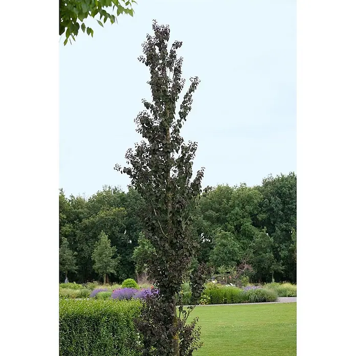 Pflanzen für dich Amberbaum Kuchenbaum - Cercidiphyllum japonicum 'Rotfuchs', Aktuelle Wuchshöhe: 80 cm - 100 cm - Säulenbaum mit dunkelviolettem Laub, hoch aufragend in einer Parklandschaft.