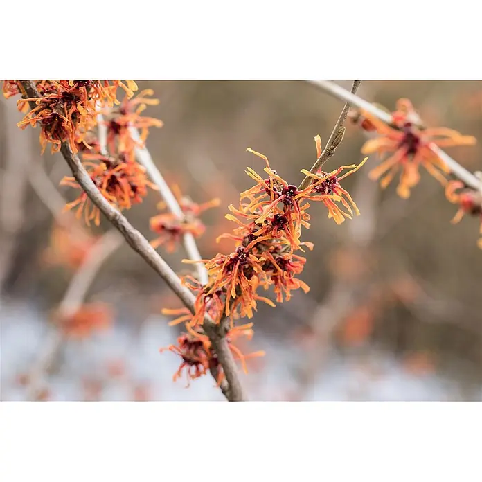 Pflanzen für dich Zaubernuss 60-80 cm - Hamamelis intermedia 'Aurora', 60 cm - 80 cm, Orange - Ast mit zarten orange- und dunkelroten Blüten mit dünnen, bandartigen Blütenblättern.