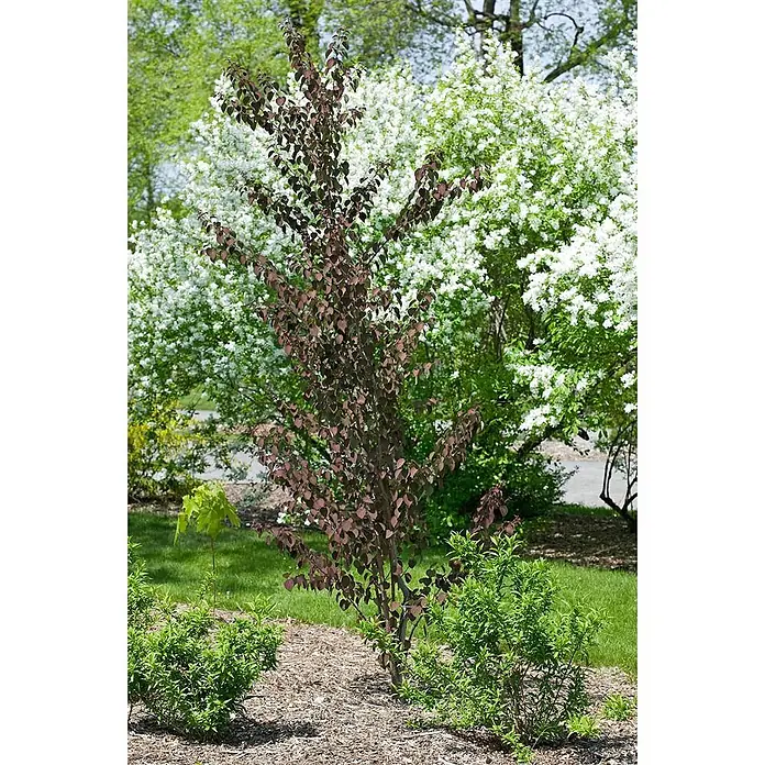 Pflanzen für dich Amberbaum Kuchenbaum - Cercidiphyllum japonicum 'Rotfuchs', Aktuelle Wuchshöhe: 80 cm - 100 cm - Ein kleiner Baum mit dunkelrotbraunen Blättern in einem Garten, umgeben von anderen grünen und weiß blühenden Pflanzen.