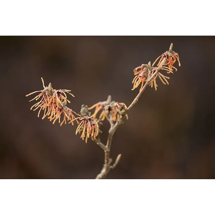 Pflanzen für dich Zaubernuss 60-80 cm - Hamamelis intermedia 'Aurora', 60 cm - 80 cm, Orange - Zweig mit mehreren stacheligen, orange-rötlichen Blüten, die blühen.