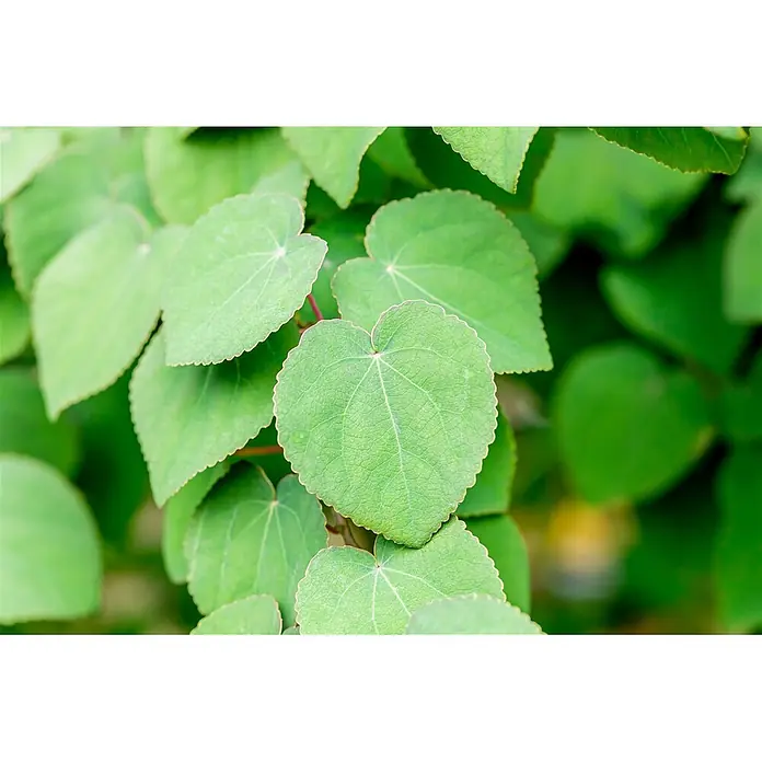 Pflanzen für dich Amberbaum Kuchenbaum - Cercidiphyllum japonicum 'Rotfuchs', Aktuelle Wuchshöhe: 80 cm - 100 cm - Lebhaft grüne, herzförmige Blätter mit gezackten Rändern und strukturierter Oberfläche.