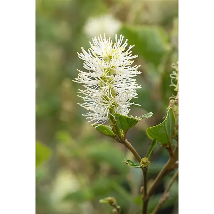 Pflanzen für dich Zaubernuss 30-40 cm - Fothergilla × intermedia 'Sea Spray', 30 cm - 40 cm, Weiß - Weiße Blume mit zahlreichen gelbgespitzten Staubblättern an einem grünen Stiel mit kleinen Blättern.