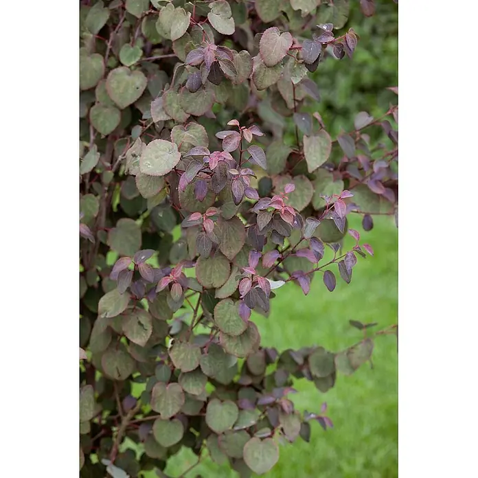 Pflanzen für dich Amberbaum Kuchenbaum - Cercidiphyllum japonicum 'Rotfuchs', Aktuelle Wuchshöhe: 80 cm - 100 cm - Nahaufnahme einer Pflanze mit herzförmigen Blättern in Grün- und Rot-Violett-Tönen.