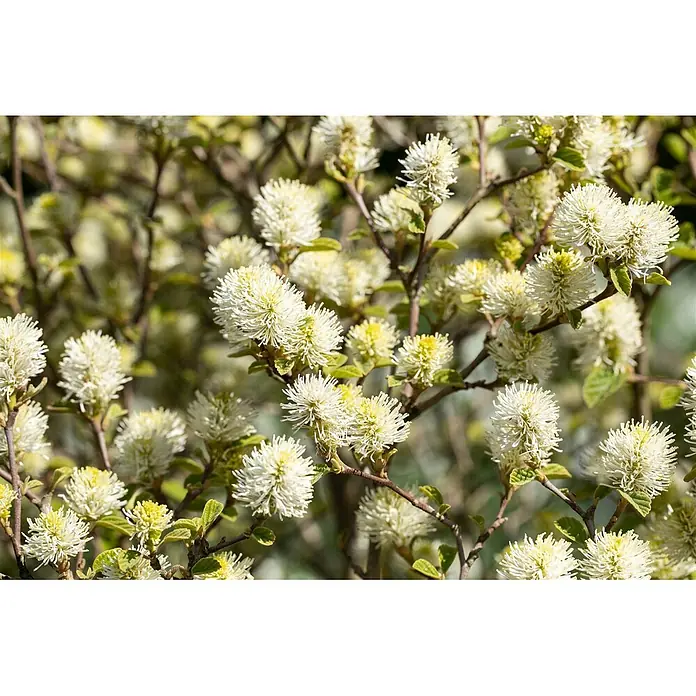 Pflanzen für dich Zaubernuss 50-60 cm - Fothergilla gardenii 'Suzanne', 50 cm - 60 cm, Weiß - Busch mit zahlreichen flauschigen weißen und gelben Blüten und kleinen grünen Blättern.