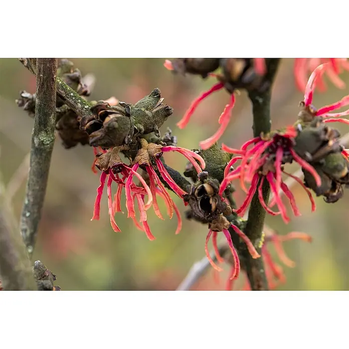 Pflanzen für dich Zaubernuss 60-80 cm - Hamamelis × intermedia 'Ruby Glow', 60 cm - 80 cm, Rot - Leuchtend rote, bandförmige Blüten an dunklen, texturierten Ästen.