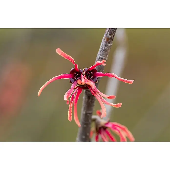 Pflanzen für dich Zaubernuss 60-80 cm - Hamamelis × intermedia 'Ruby Glow', 60 cm - 80 cm, Rot - Kräftige rote Zaubernussblüte mit bandartigen, gekräuselten Blütenblättern und dunklem Zentrum an braunem Ast.