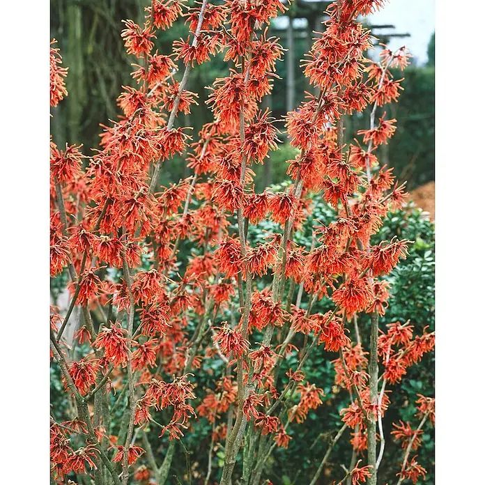 Pflanzen für dich Zaubernuss 60-80 cm - Hamamelis × intermedia 'Ruby Glow', 60 cm - 80 cm, Rot - Leuchtend rote Zaubernussblüten an kahlen Ästen.