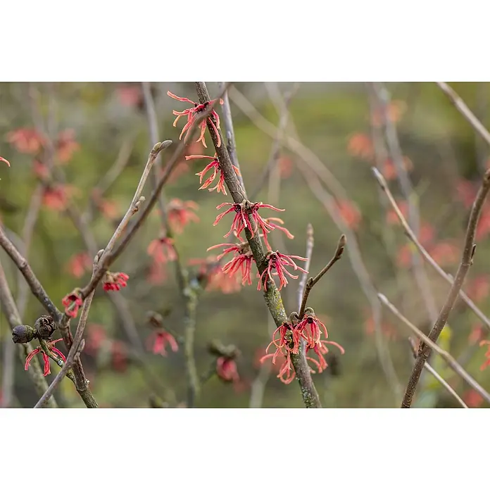 Pflanzen für dich Zaubernuss 60-80 cm - Hamamelis × intermedia 'Ruby Glow', 60 cm - 80 cm, Rot - Rote, spinnwebenartige Zaubernussblüten an kahlen Winterzweigen.