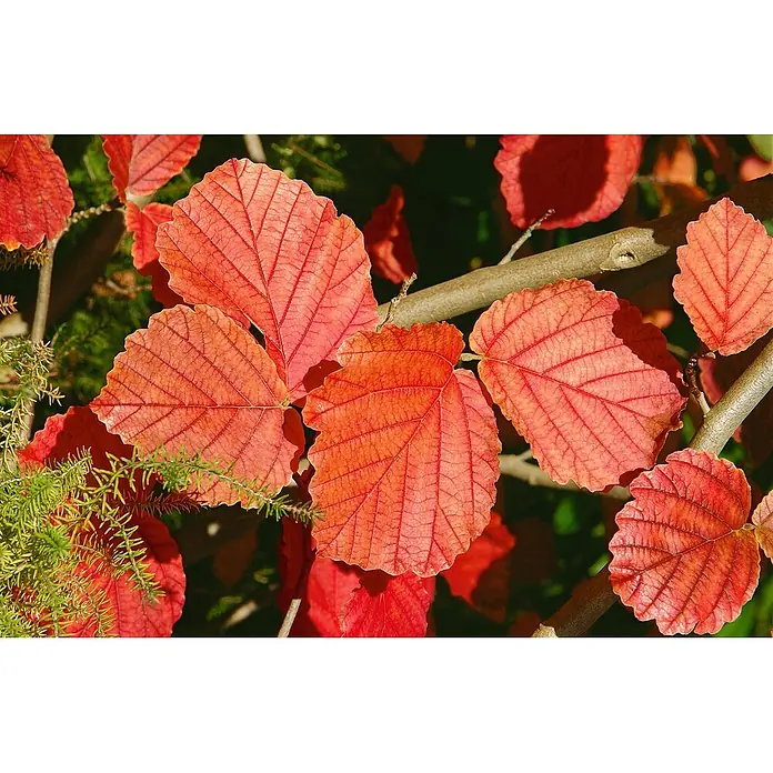 Pflanzen für dich Zaubernuss 60-80 cm - Hamamelis × intermedia 'Ruby Glow', 60 cm - 80 cm, Rot - Leuchtend rote und orange Herbstblätter mit ausgeprägten Adern und gewellten Rändern an Ästen, kontrastiert von grünem Laub.