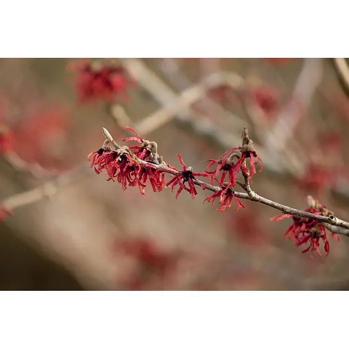 Pflanzen für dich Zaubernuss 60-80 cm - Hamamelis × intermedia 'Ruby Glow', 60 cm - 80 cm, Rot - Leuchtend rote Zaubernussblüten an einem Ast.
