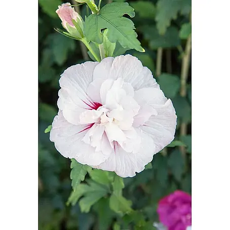 Pflanzen für dich  Garteneibisch 40- 60 cm