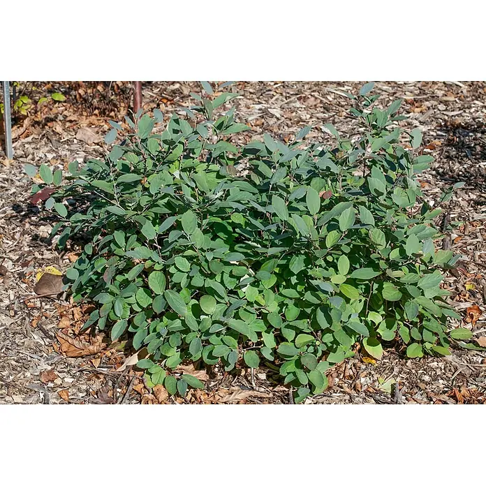 Pflanzen für dich Zaubernuss 30-40 cm - Fothergilla gardenii 'Blue Shadow', 30 cm - 40 cm, Weiß - Kompakter, grüner Laubstrauch mit blaugrünen und rötlichen Blättern auf einem gemulchten Gartenbeet.