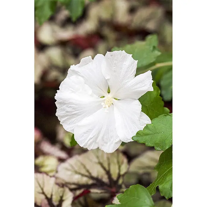 Pflanzen für dich Garteneibisch 40-60 cm - Hibiscus syriacus 'Diana', Aktuelle Wuchshöhe: 40 cm - 60 cm - Eine große, weiße, gerüschte Blüte mit hellgelber Mitte, die zwischen grünen Blättern blüht.