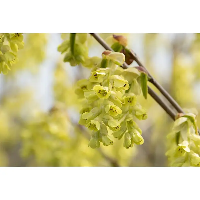 Pflanzen für dich Zaubernuss 100-125 cm - Corylopsis spicata, 100 cm - 125 cm, Gelb - Hellgelb-grüne, glockenförmige Blüten mit kleinen braunen Staubgefäßen blühen in Büscheln an einem Ast vor unscharfem floralen Hintergrund.