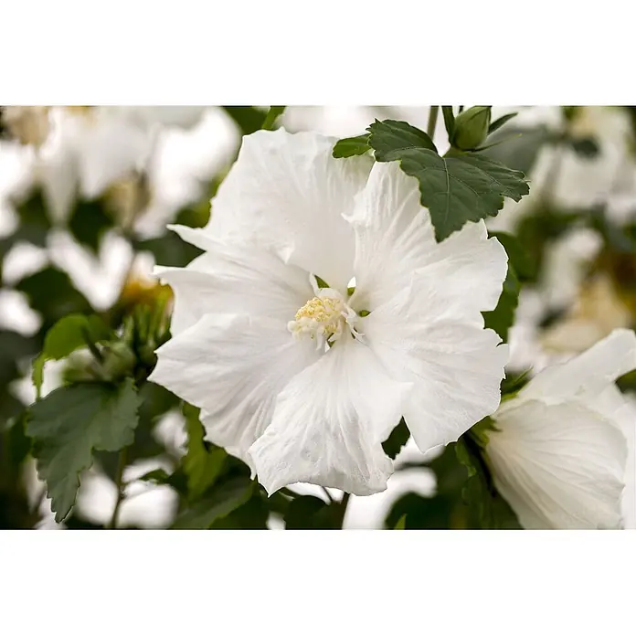 Pflanzen für dich Garteneibisch 40-60 cm - Hibiscus syriacus 'Diana', Aktuelle Wuchshöhe: 40 cm - 60 cm - Nahaufnahme einer leuchtend weißen Hibiskusblüte mit zarten Blütenblättern und einem prominenten gelben Staubblatt.