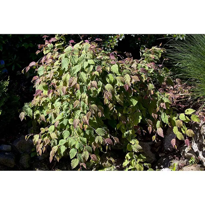 Pflanzen für dich Zaubernuss 100-125 cm - Corylopsis spicata, 100 cm - 125 cm, Gelb - Ein lebendiger Gartenzierstrauch mit grün-purpurnen Blättern.