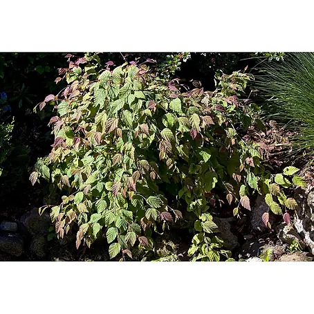 Pflanzen für dich  Zaubernuss 100-125 cm