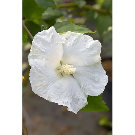 Pflanzen für dich  Garteneibisch 60-80 cm