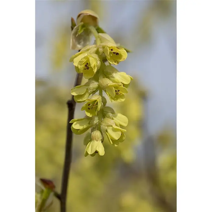 Pflanzen für dich Zaubernuss 100-125 cm - Corylopsis spicata, 100 cm - 125 cm, Gelb - Zarte, hellgelbe, glockenförmige Blüten mit kleinen braunen Staubblättern hängen an einem dunklen Ast.
