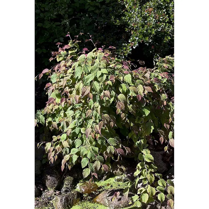 Pflanzen für dich Zaubernuss 100-125 cm - Corylopsis spicata, 100 cm - 125 cm, Gelb - Üppiger Strauch mit grünen und rötlich-violetten Blättern, der in einem natürlichen Garten gedeiht.