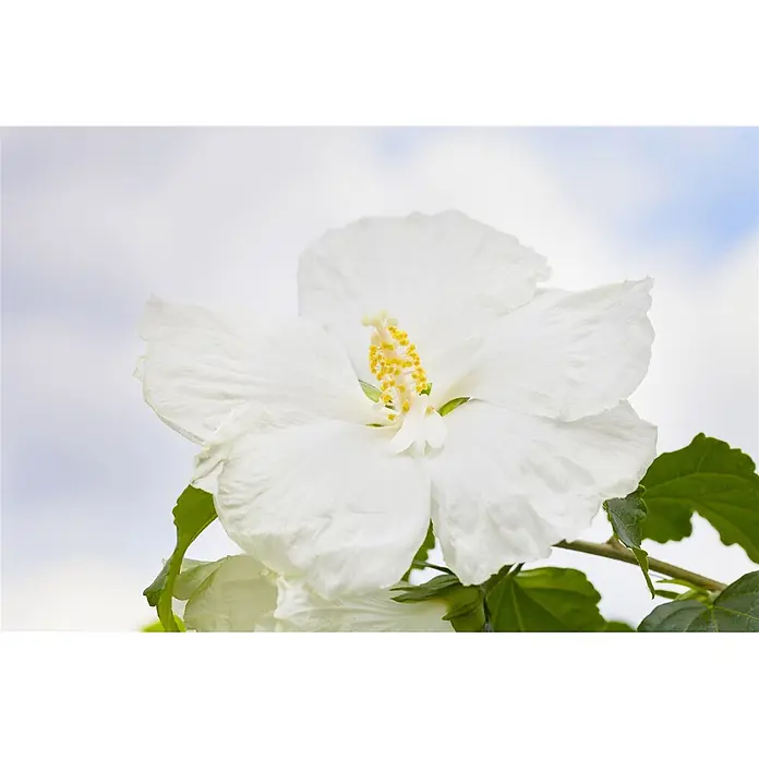Pflanzen für dich Garteneibisch 40-60 cm - Hibiscus syriacus 'Diana', Aktuelle Wuchshöhe: 40 cm - 60 cm - Nahaufnahme einer weißen Hibiskusblüte mit auffälligen gelben Staubblättern.