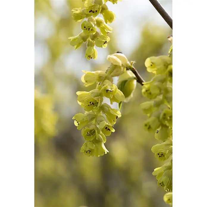 Pflanzen für dich Zaubernuss 100-125 cm - Corylopsis spicata, 100 cm - 125 cm, Gelb - Herabhängende hellgrüne, glockenförmige Blüten an einem Ast.