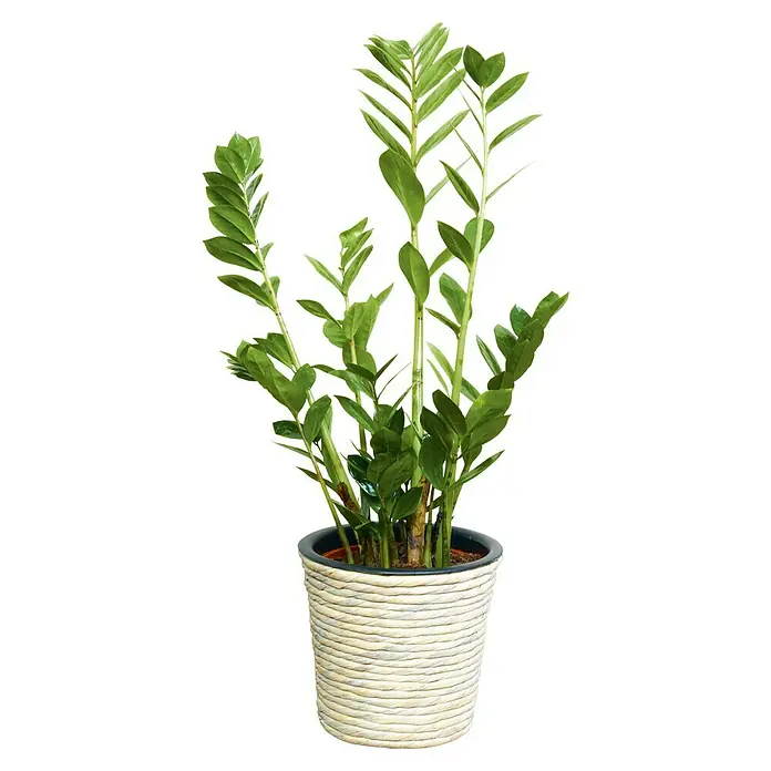 A.H.G. Übertopf rund - Außenmaß (Ø x H): 30 x 26 cm, Waschweiß - Zimmerpflanze in einem geflochtenen Topf. Die Zamioculcas zamiifolia ist eine pflegeleichte und dekorative Ergänzung für jeden Raum.