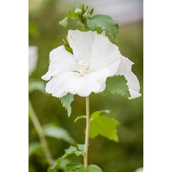 Pflanzen für dich Garteneibisch 40-60 cm - Hibiscus syriacus 'Diana', Aktuelle Wuchshöhe: 40 cm - 60 cm - Große weiße Blume mit gerüschten Blütenblättern, sichtbaren Staubfäden und grünen Blättern am Stiel.