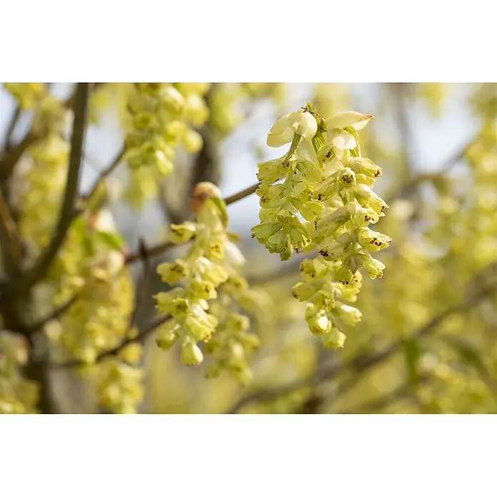 Pflanzen für dich Zaubernuss 100-125 cm - Corylopsis spicata, 100 cm - 125 cm, Gelb - Hellgrüne bis gelbe Blüten hängen in dichten Trauben an Ästen im frühen Frühling.