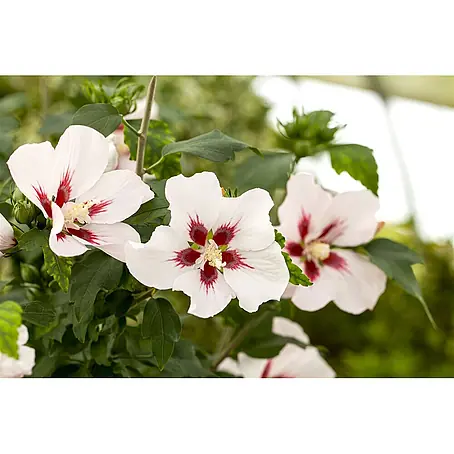 Pflanzen für dich  Garteneibisch 60-80 cm