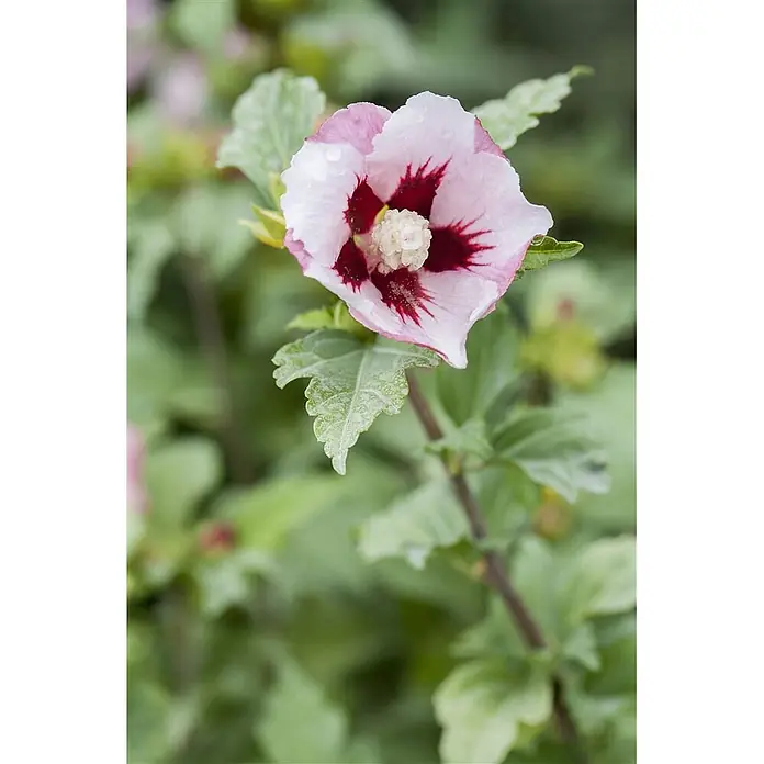 Pflanzen für dich Garteneibisch Garteneibisch - Hibiscus syriacus 'Hamabo', Aktuelle Wuchshöhe: 80 cm - 100 cm - Rosa und dunkelrote Hibiskusblüte mit Wassertropfen und weißem Zentrum.