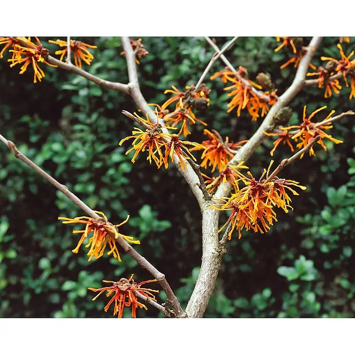 Pflanzen für dich Zaubernuss 50-60 cm - Hamamelis intermedia 'Aphrodite', 50 cm - 60 cm, Orange - Leuchtend orange, spinnenartige Zaubernussblüten an kahlen Ästen.
