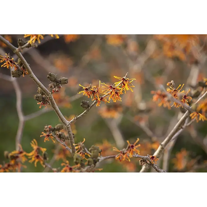 Pflanzen für dich Zaubernuss 50-60 cm - Hamamelis intermedia 'Aphrodite', 50 cm - 60 cm, Orange - Ast einer Pflanze mit leuchtend orangefarbenen, stacheligen Blüten und mehreren trockenen Samenkapseln.